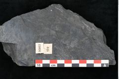 Foto (Detailansicht) von Sigillaria sp.  (NHMW-GEO-2024-0188-11096)